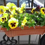 Kraybrezhna 3 Affittacamere Pomorie