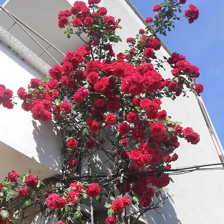 게스트하우스 Kraybrezhna 3